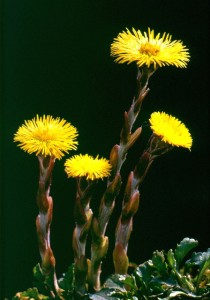 tussilago-farfara-380202_640